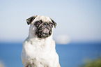 pug at the baltic sea