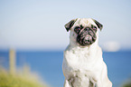 pug at the baltic sea