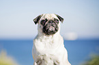 pug at the baltic sea