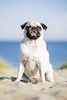 pug at the baltic sea