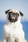 pug at the baltic sea