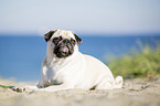 pug at the baltic sea