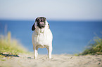 pug at the baltic sea