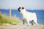 pug at the baltic sea