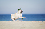 pug at the baltic sea