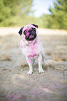 Pug with holi powder on the face