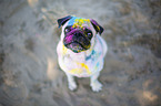 Pug with holi powder on the face