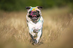 Pug with holi powder on the face