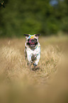 Pug with holi powder on the face