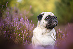pug in the heather