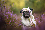 pug in the heather