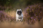 pug in the heather