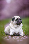 Pug in the cherry blossom