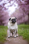 Pug in the cherry blossom