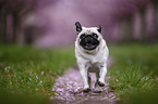 Pug in the cherry blossom