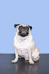 pug