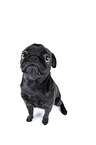 black pug puppy in front of black background