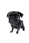 black pug puppy in front of black background