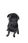 black pug puppy in front of black background