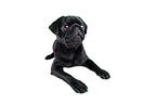 black pug puppy in front of black background