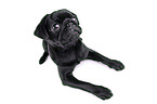 black pug puppy in front of black background