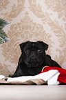 pug between christmas decoration