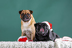 pugs in christmas decoration