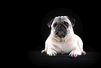 pug in front of black background