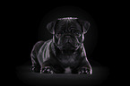 young black pug in front of black background