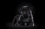 young black pug in front of black background