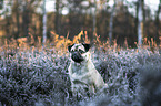 sitting Pug