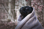 Pug portrait