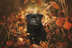 sitting Pug