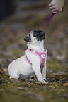 sitting Pug