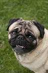 Pug