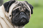 Pug portrait