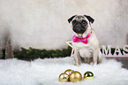 sitting Pug