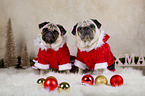 sitting Pugs