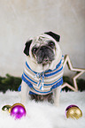 sitting Pug