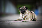 lying Pug