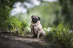 sitting Pug