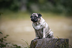 sitting Pug