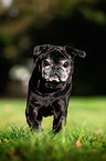 standing Pug