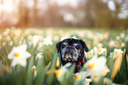 Pug portrait