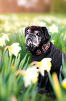 Pug