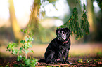 sitting Pug