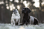 Pug and mongrel