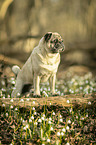 pug