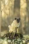 sitting pug