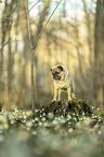 pug
